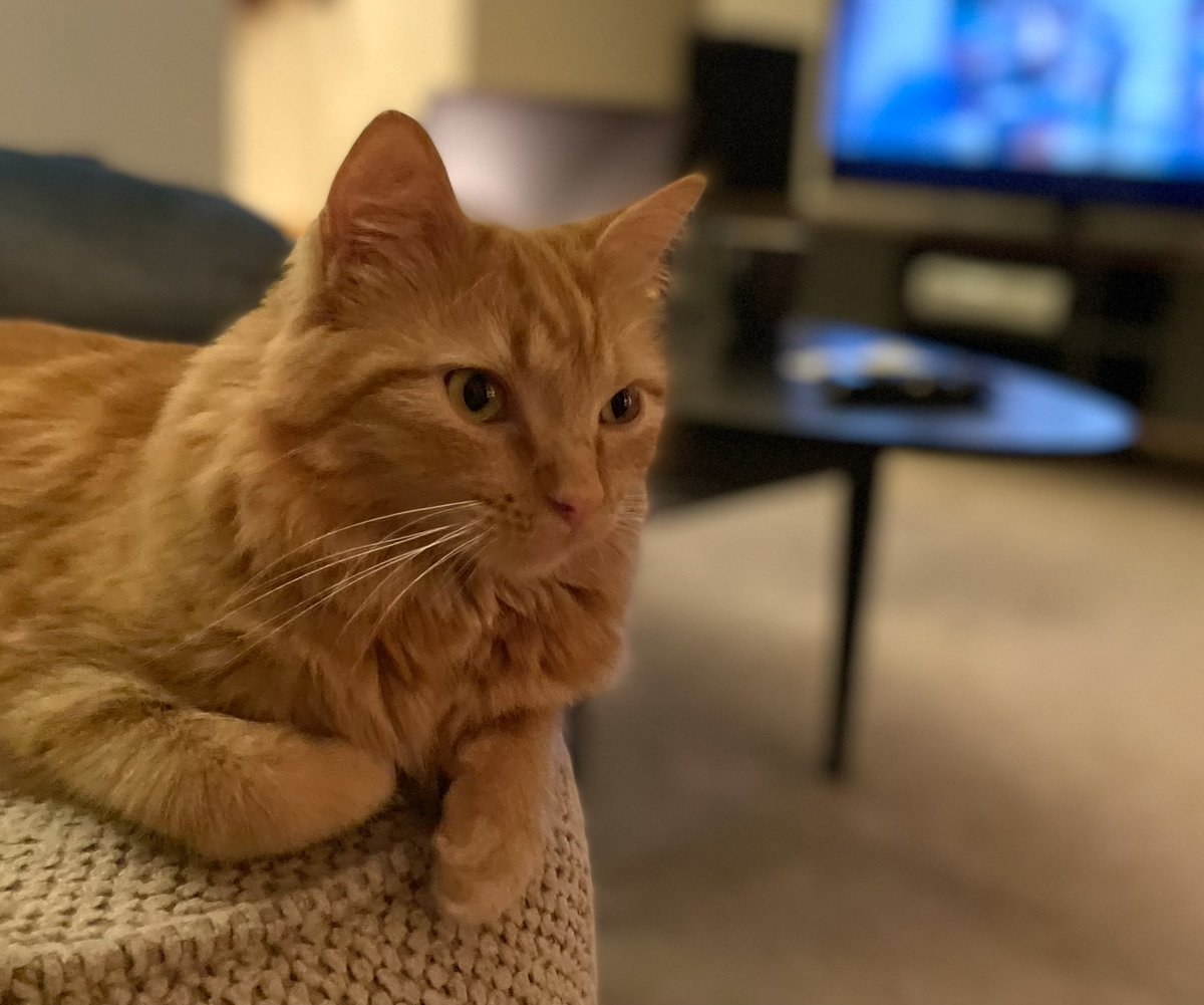 scottydt's tweet photo. @mikurubaeahina Agreed! 
just needs a slight tweak so all the whiskers show up 😺 https://t.co/ovas7j4InY
