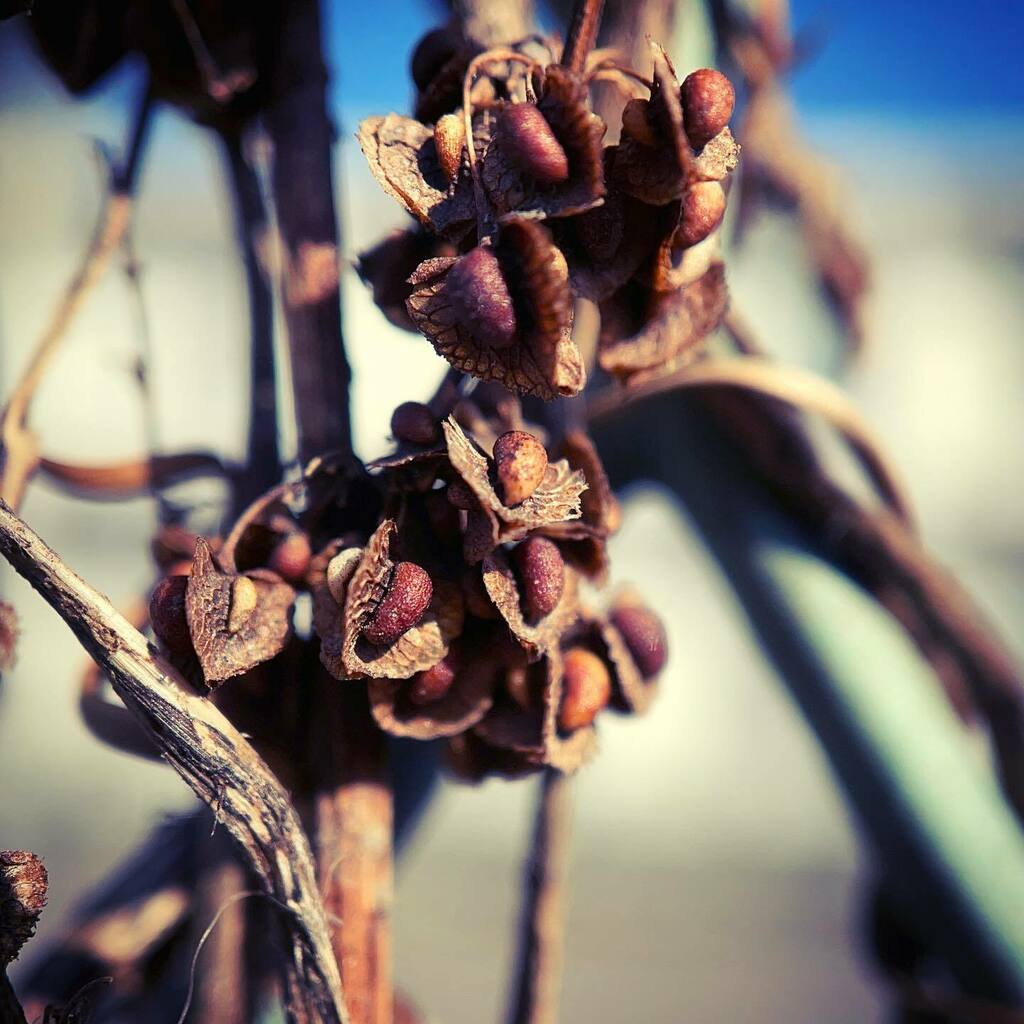 suito's tweet photo. そのへんの3cm vol.193
#ナガバギシギシ #長葉羊蹄
#curlydock
#macro #マクロ写真
#iphonemacro #写真日記
#1inch_around_you
#そのへんの3cmシリーズ
#ginza https://t.co/ZhwkWA7jp7 https://t.co/Gcs9c0hCmE