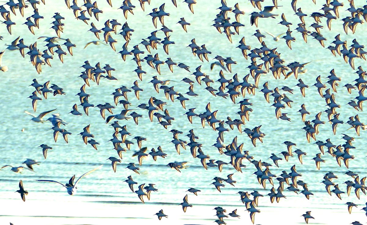 この光景が千鳥模様を作ったのか 今はもう見られるところは本当に減った 干潟に群舞するハマシギの群れが美しい Togetter