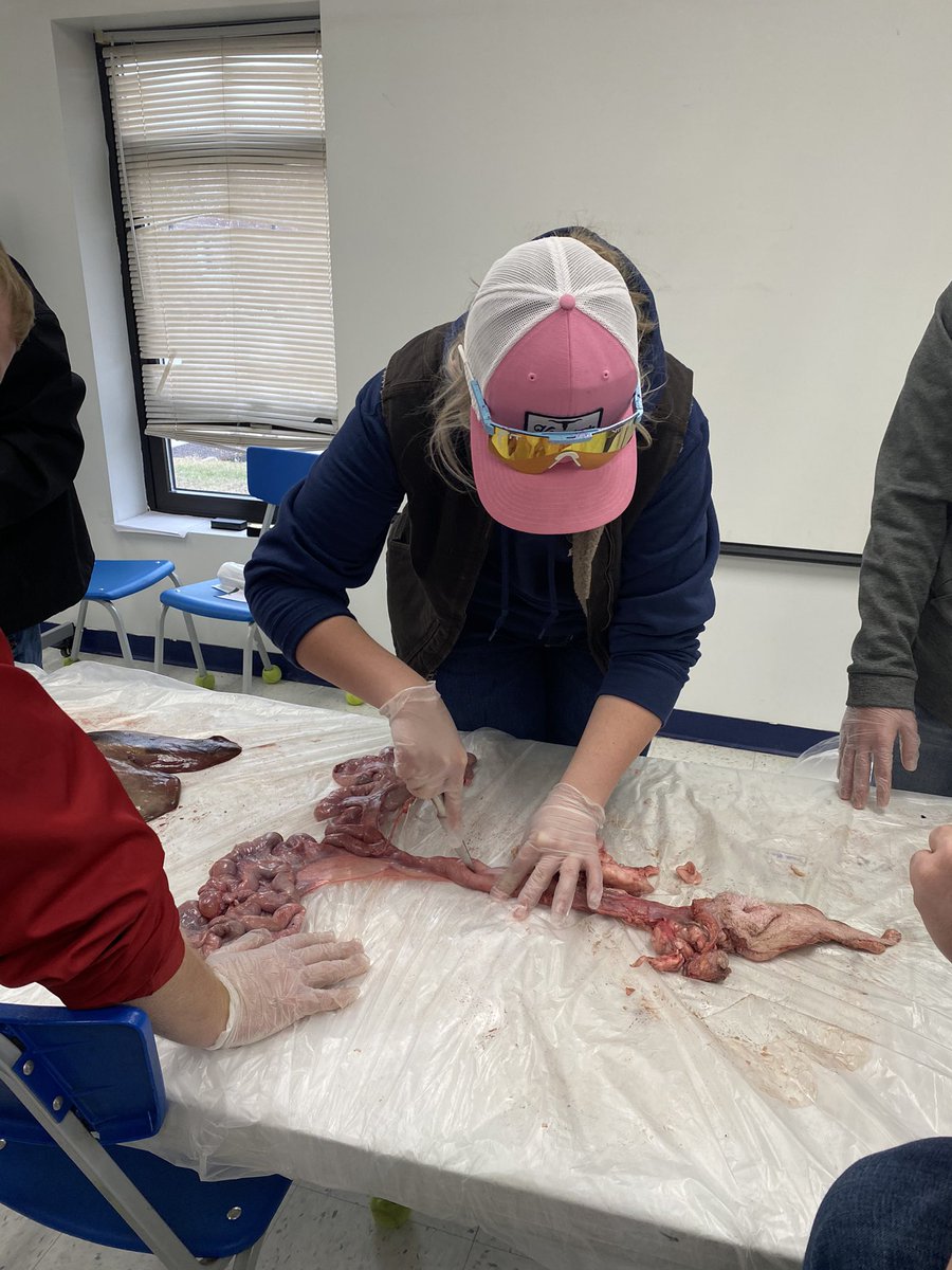 Today, some of our classes got hands on experience dissecting a few organs from both pigs and cows, including a fully intact swine reproductive tract. Students were able to do both size and form comparisons between the two species.