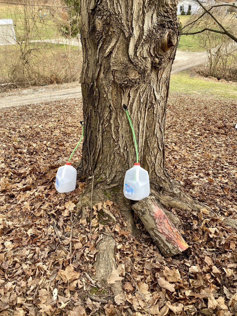 reutebh's tweet photo. It is January 14 and the sap is running #MapleSyrup #MapleSyrupSeason #PittsburghArea ππππ https://t.co/n6aRzs9Yn5