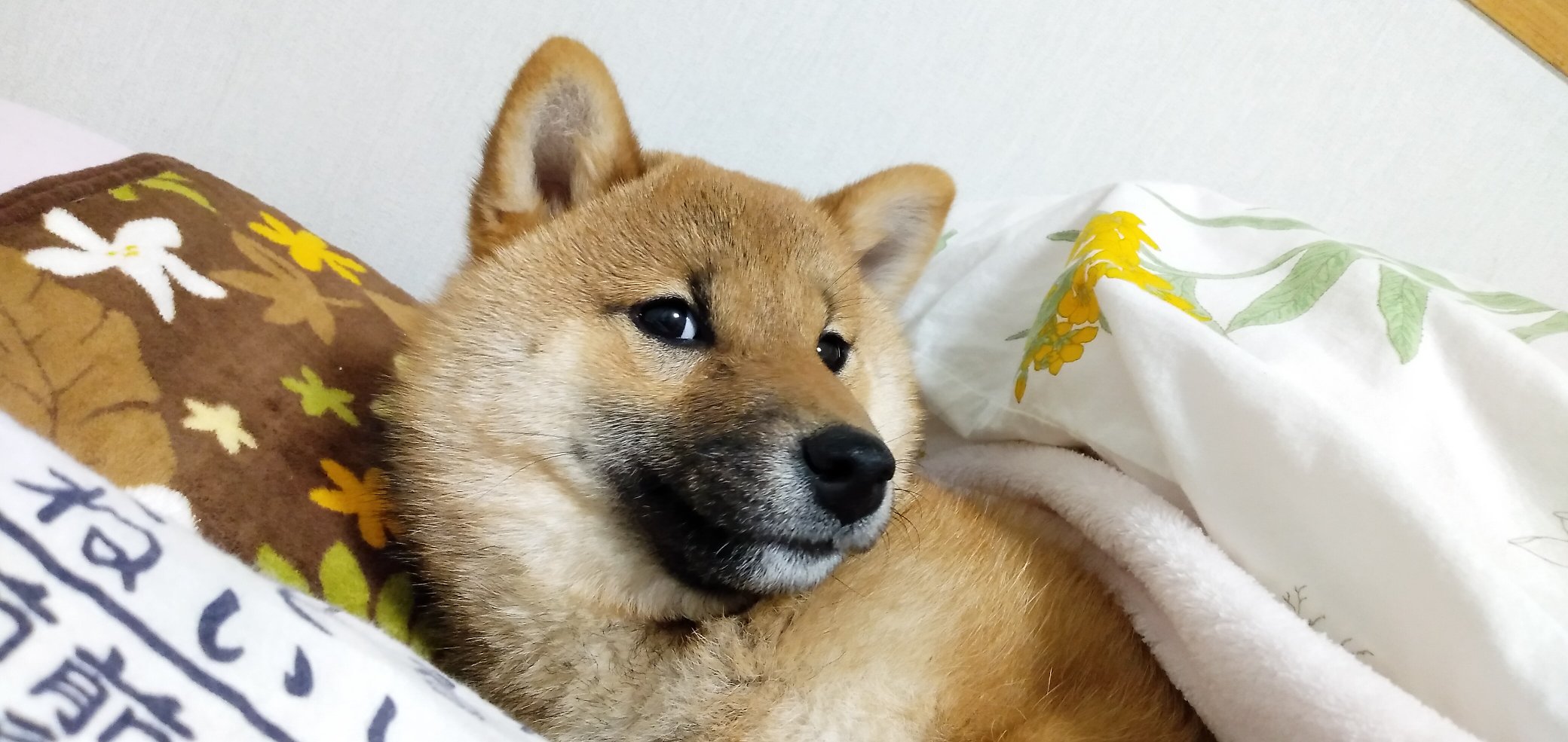 さちえ Auf Twitter おかあちゃんのベッドでドヤ顔の犬 どんな寝相 笑 柴犬 柴犬を崇めよ 犬好きさんと繋がりたい 犬のいる暮らし T Co Ejizsylvoy Twitter