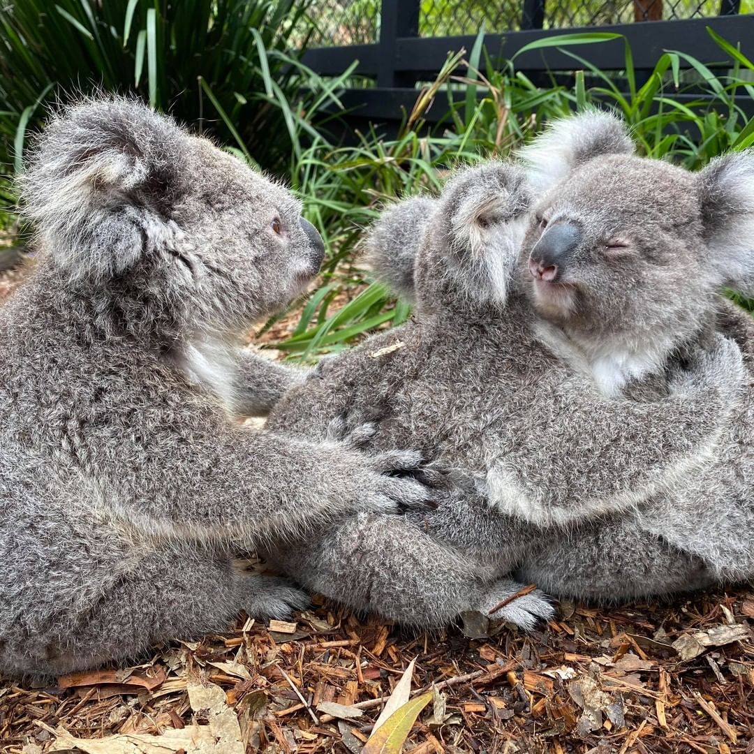 Australia's tweet photo. Sometimes you just need to hug it out 🤗🐨 

Captured on @NewSouthWales #CentralCoast, you'll find this fluffy trio hanging out at the #AustralianReptilePark among more than 2,000 other wildlife mates! 

#seeaustralia #visitnsw #lovecentralcoast #holidayherethisyear https://t.co/qMSbdXZW4g