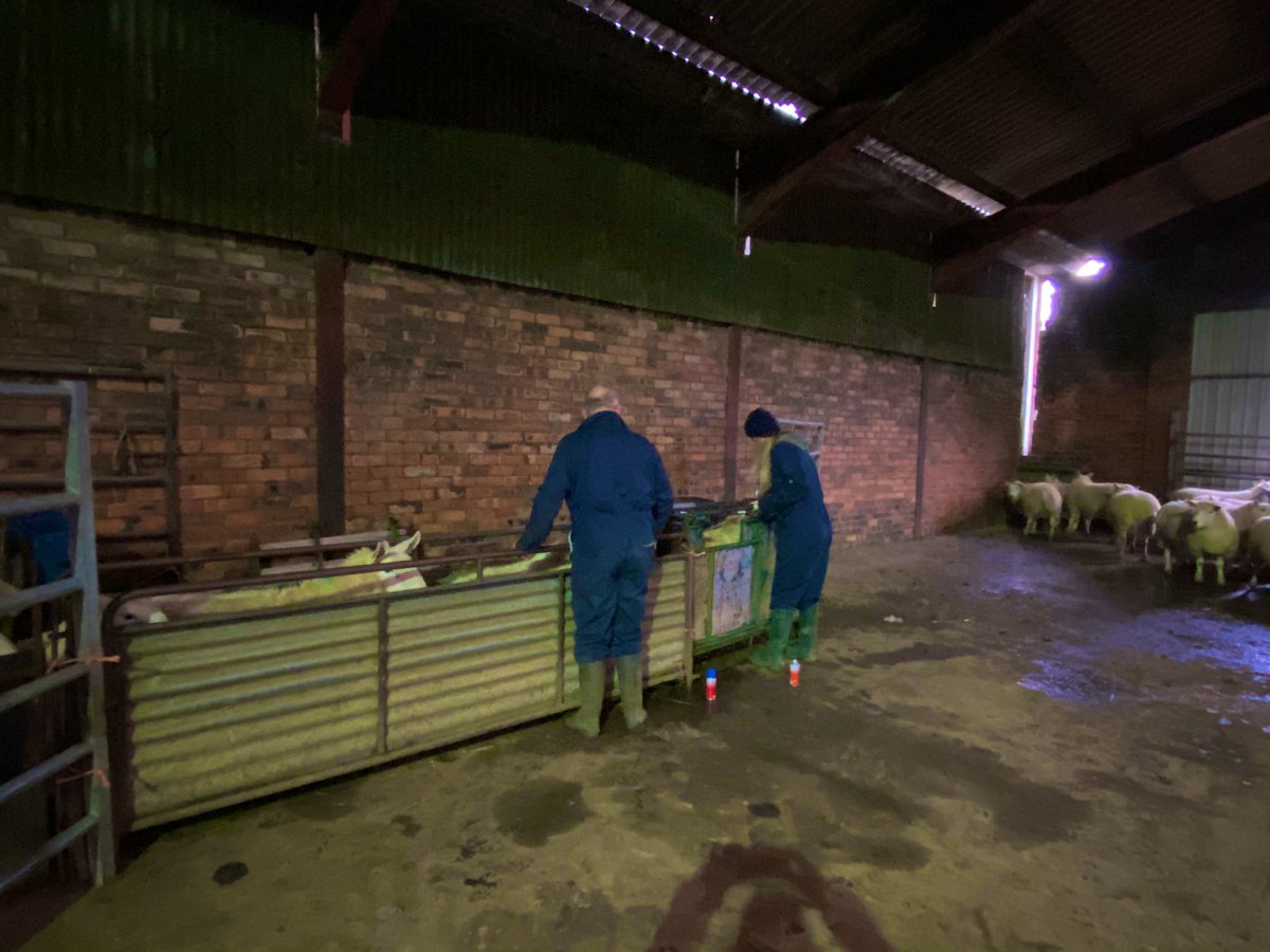 BalmonthFarm's tweet photo. Scanning done, happy with over 190% . Scanner Gillian was delighted that we were inside! #lambing2021 #familyfarm #stayeddry https://t.co/YvnHzZyJU9
