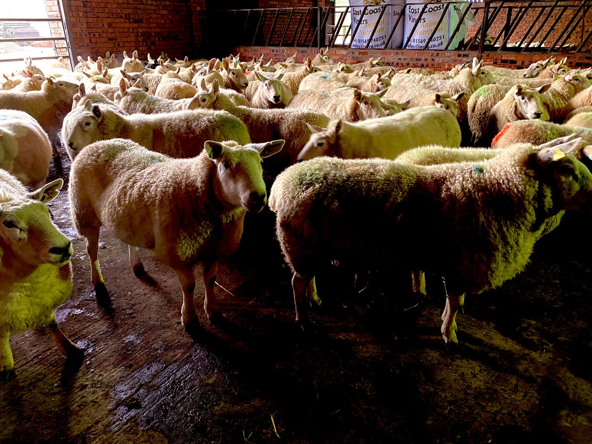 BalmonthFarm's tweet photo. Scanning done, happy with over 190% . Scanner Gillian was delighted that we were inside! #lambing2021 #familyfarm #stayeddry https://t.co/YvnHzZyJU9