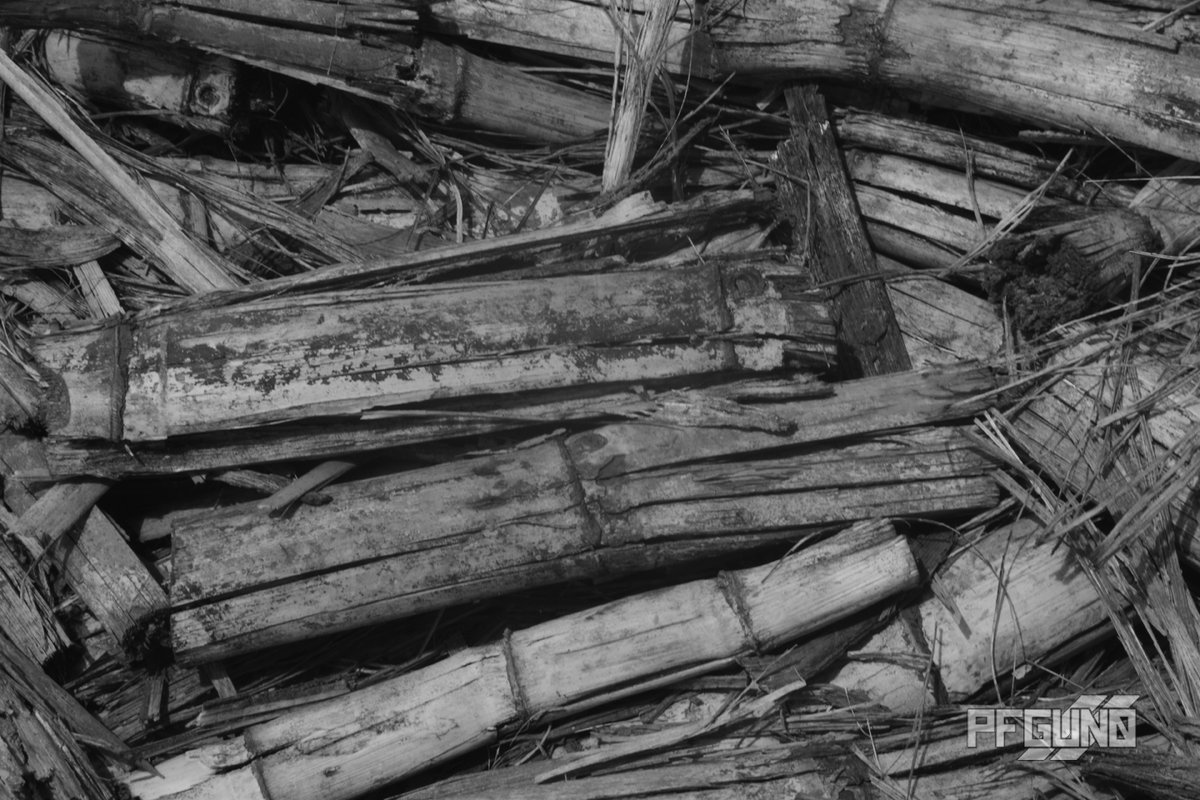 pfgun0's tweet photo. Flat Cane
COPYRIGHT 2020 PFGUN0
Crop up been flatted on the ground.

#pfgun0 #photography #photograph #photo #monochrome #greyscale #plant #canes #cane #sugarcane #sticks #stick #ground #flatted #flat https://t.co/mAQWzusUyq
