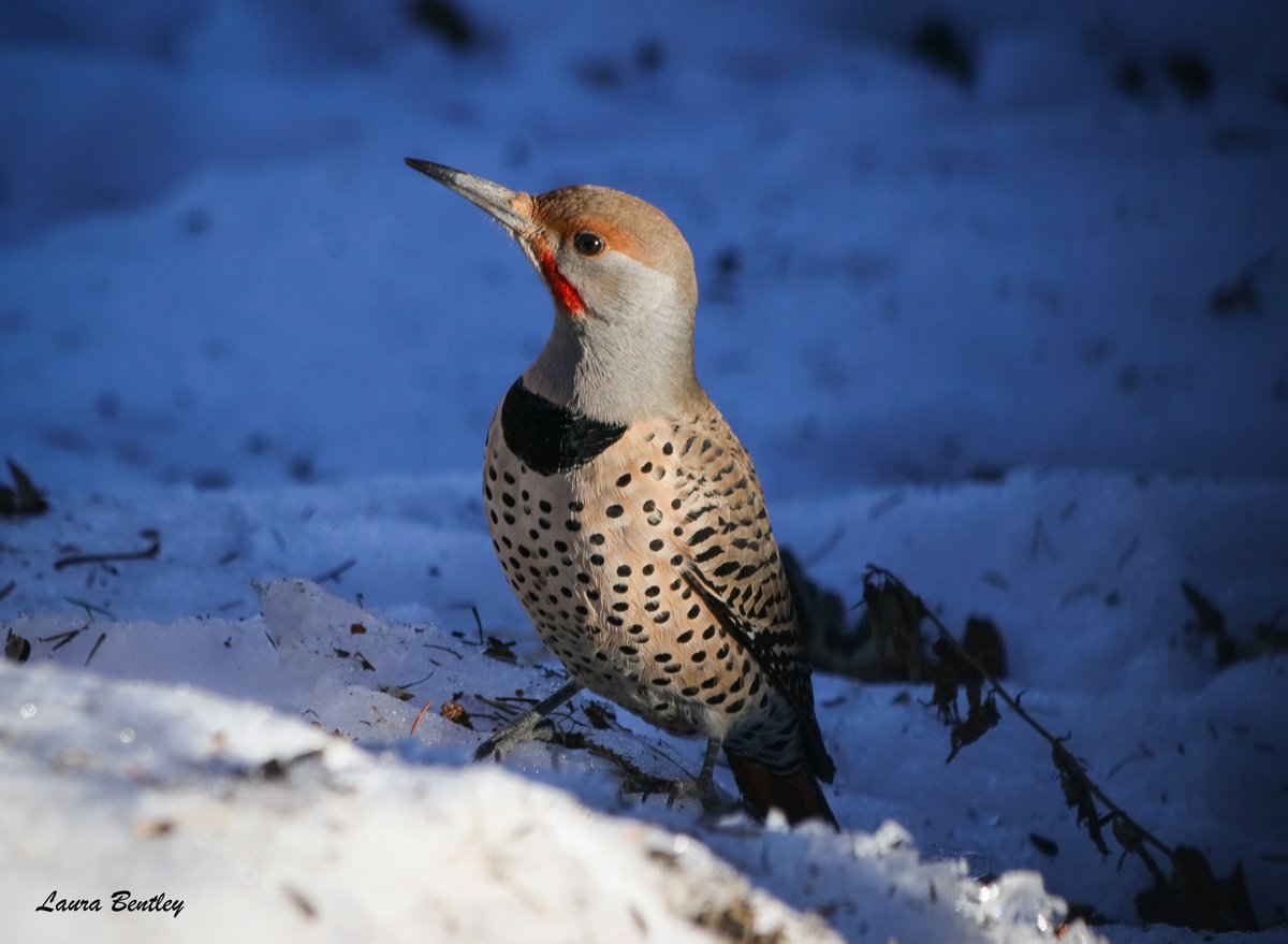 ABBestphotos's tweet image. Every day is better with #birds