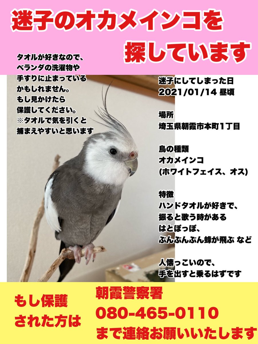 オカメインコ探しています 埼玉県 Piyomids Twitter