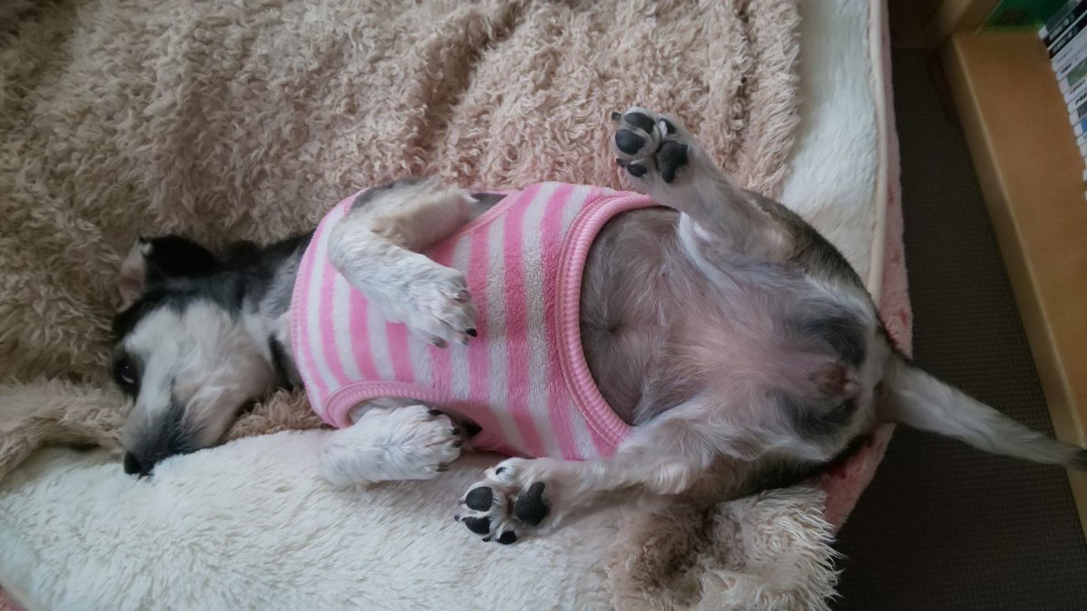 Milk16 ミックス犬みるくちゃん 朝からオケツ丸出しで 背中すりすり