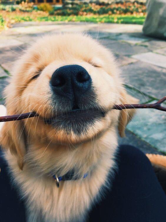 🐕‍🦺🦮Happy Walk Your Dog Month!!🦮🐕‍🦺

There is no better way to beat the January/ lockdown blues than walking your dog ( within govt restrictions of course!) 
We would love to see pictures of you enjoying walks with your dogs whatever the weather!! #WalkYourDogMonth #PawsInThePark