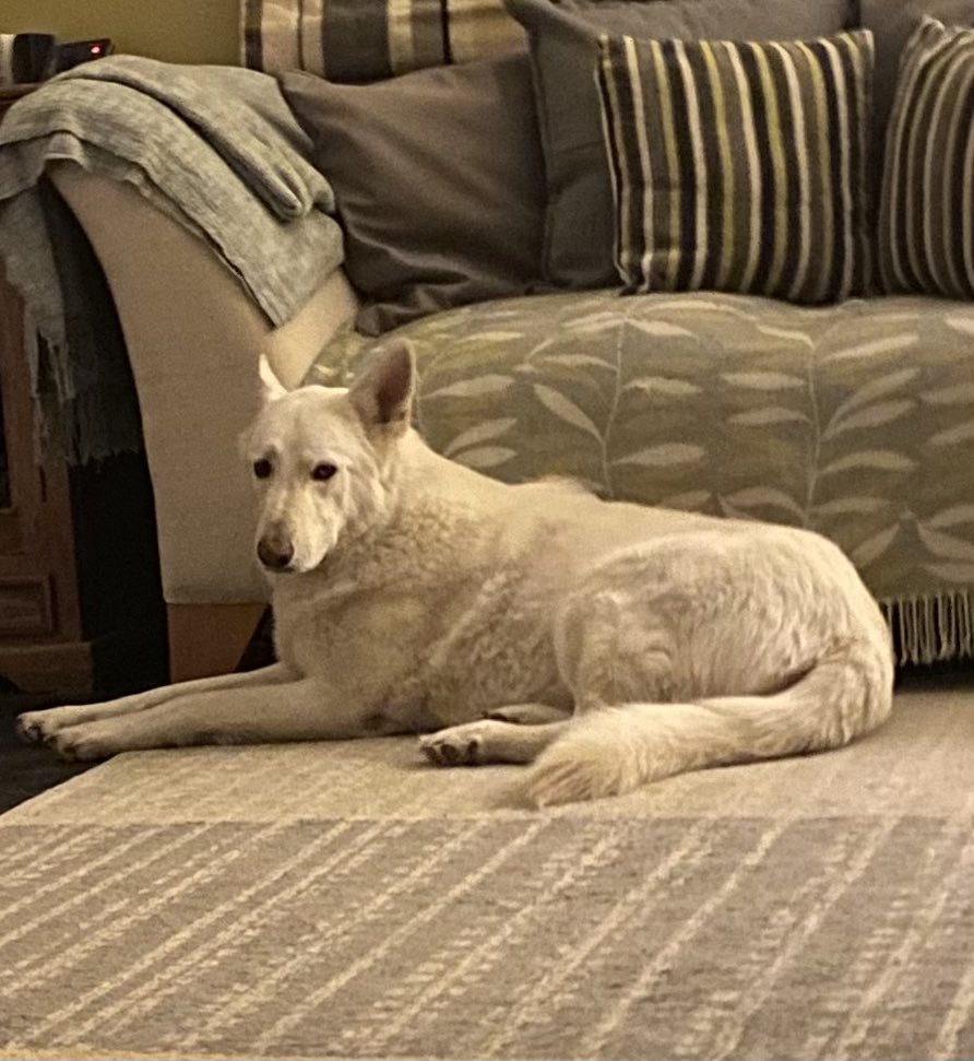 DesignElucidate's tweet image. Work from home buddy at elucidatedesign.com