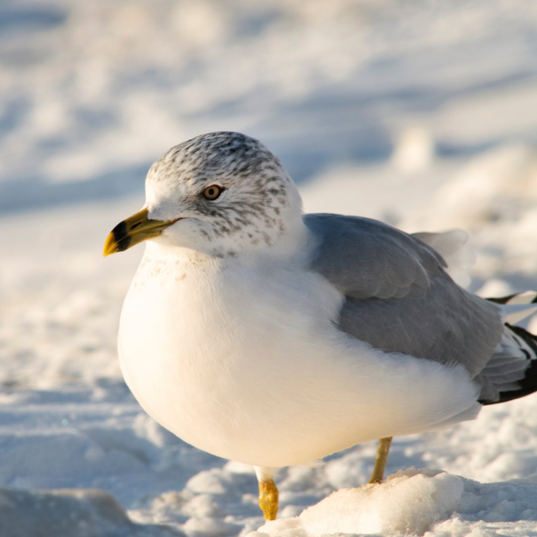 Bow Habitat Station (@bowhabitat) on Twitter photo Seagulls always live by the sea, right? Wrong! The gulls that live in our towns and cities have probably never seen the ocean, relying instead on rivers, lakes and even human food waste for food. Learn more about #urbanwildlife tomorrow when we're joined by <a href="/AIWC/">Alberta Institute for Wildlife Conservation</a>! Seagulls always live by the sea, right? Wrong! The gulls that live in our towns and cities have probably never seen the ocean, relying instead on rivers, lakes and even human food waste for food. Learn more about #urbanwildlife tomorrow when we're joined by <a href="/AIWC/">Alberta Institute for Wildlife Conservation</a>!