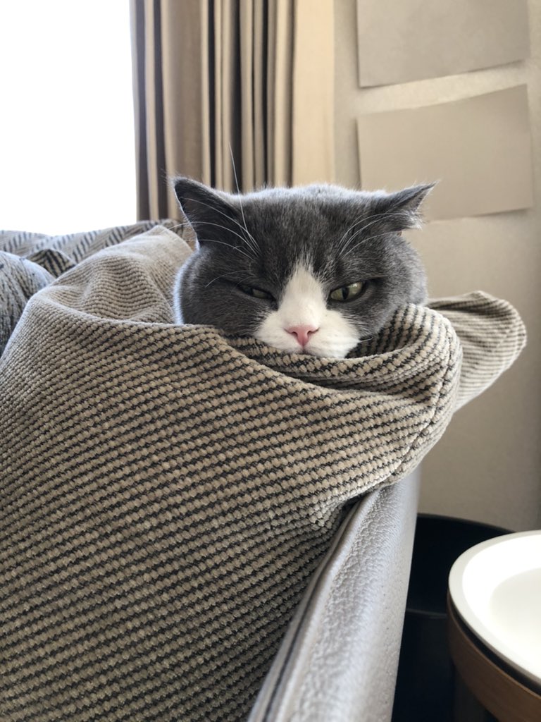 ロバート キャンベル 壁紙の色を替えようと尺角サンプルを取り寄せあちこち貼りまくっていたけど途中 夕吉から そんなに悩まないで という一言があったので紅茶を淹れることにしました 何色がいいかな Youkichi