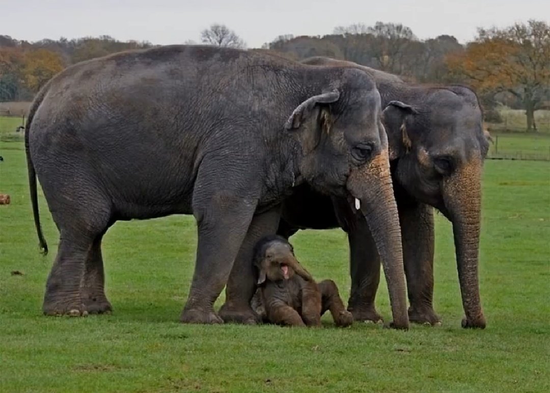 माँ- जो घर पहले पहुँचेगा उसको लड्डू मिलेंगे।