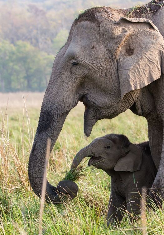 ले मेरा राजा बेटा। खा ले। इट्स हेल्थी फ़ॉर यु।