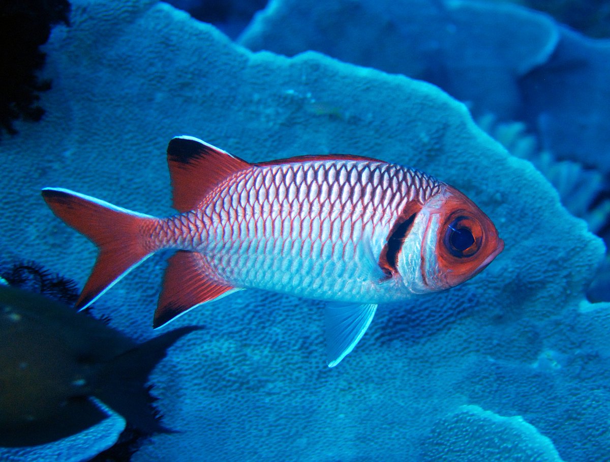 Another awesome soldierfish (Myriprisitis violacea?) to celebrate our recent publication looking at nocturnal vision in reef fishes. Credit: Justin Marshall

Here is the inside <a href="/J_Exp_Biol/">Journal of Experimental Biology</a> write-up about the story jeb.biologists.org/content/224/1/…