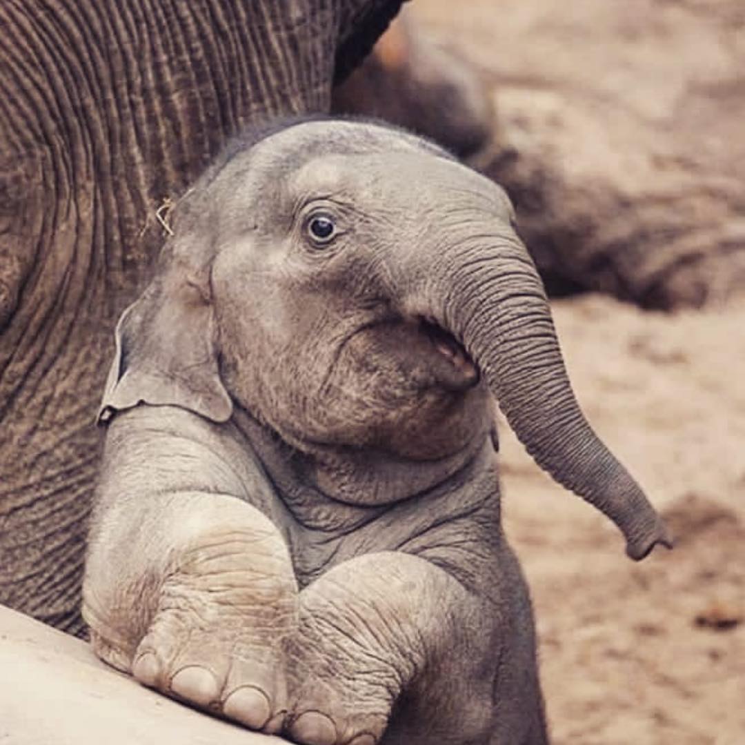 बाउंड्री टच। मैं फर्स्ट। 