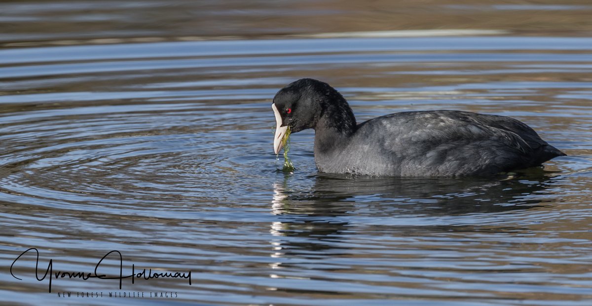 Close to the coast, Male Kingfisher and a Coot enjoying some Winter sunshine @Natures_Voice @BBCSpringwatch @BBCEarth @WildlifeTrusts @wildlife_uk @CanonUKandIE #TwitterNatureCommunity @natureslover_s #BBCWildlifePOTD #eosrp @NewForestNPA