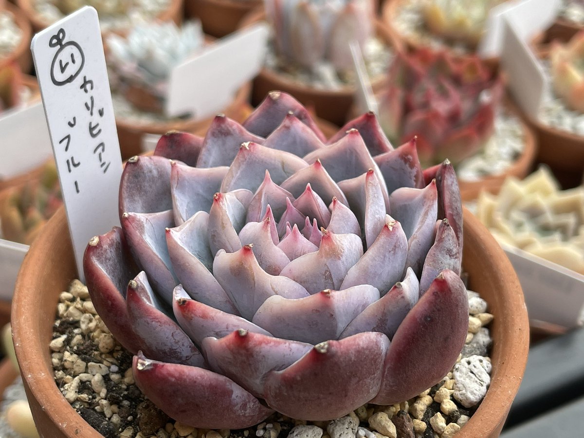 カリビアンブルー