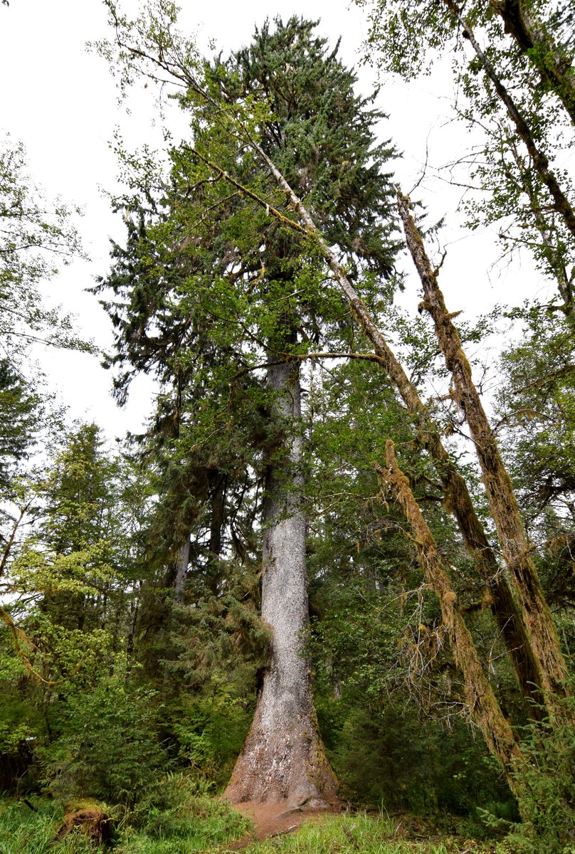 21. The Olympic Mountains trap the moist Pacific Ocean winds, bringing 160 inches of rain a year to nurture true rain forests with the largest specimens of Douglas-fir, red cedar, Sitka spruce, and western hemlock on the planet. https://en.wikipedia.org/wiki/Picea_sitchensis