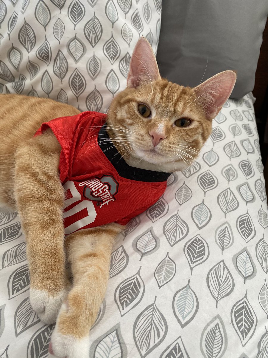 AmyGoohsHard's tweet photo. #DressUpYourPetDay #CoronaDiaries #TherapyKitty #BadBert @KMHardman @alyssa_marie04 @matthewBhardman https://t.co/JyNhfiJtOB