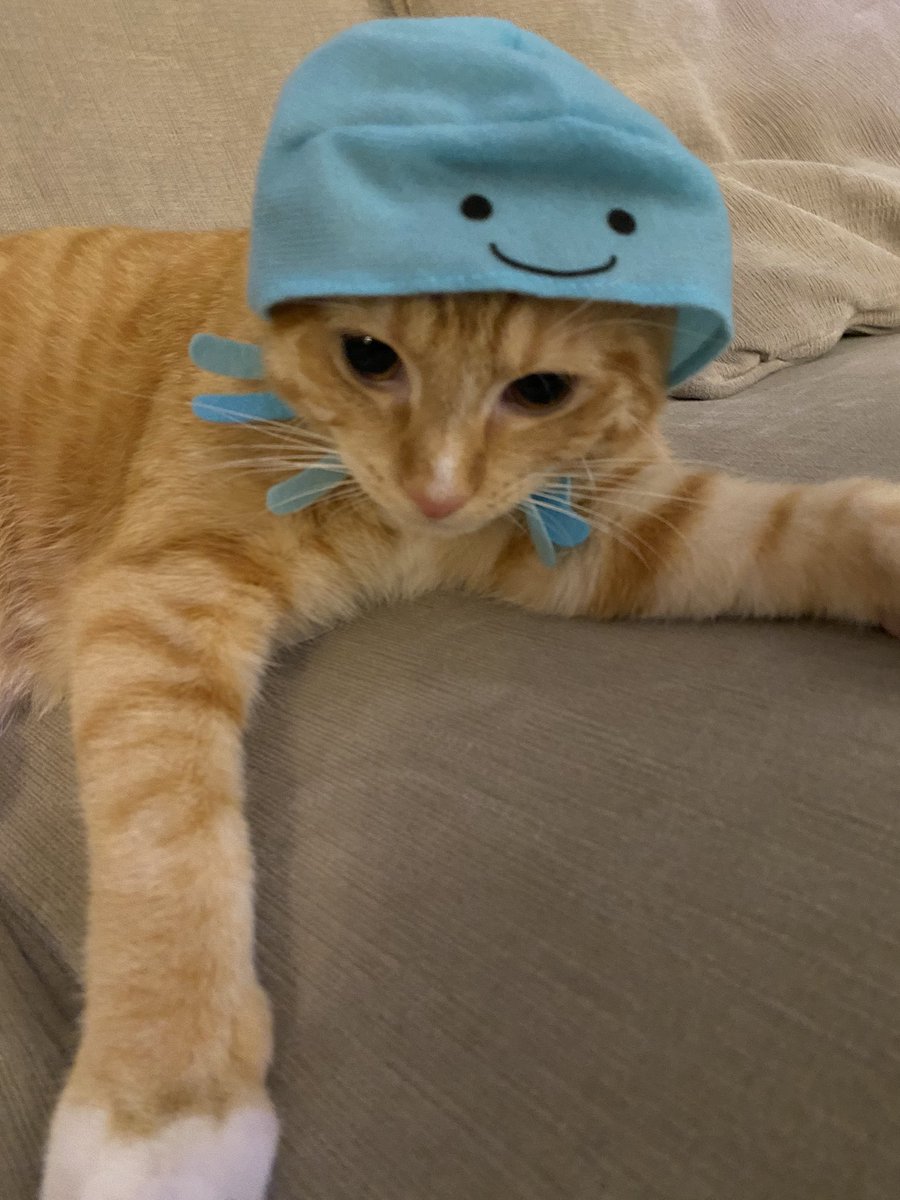 AmyGoohsHard's tweet photo. #DressUpYourPetDay #CoronaDiaries #TherapyKitty #BadBert @KMHardman @alyssa_marie04 @matthewBhardman https://t.co/JyNhfiJtOB