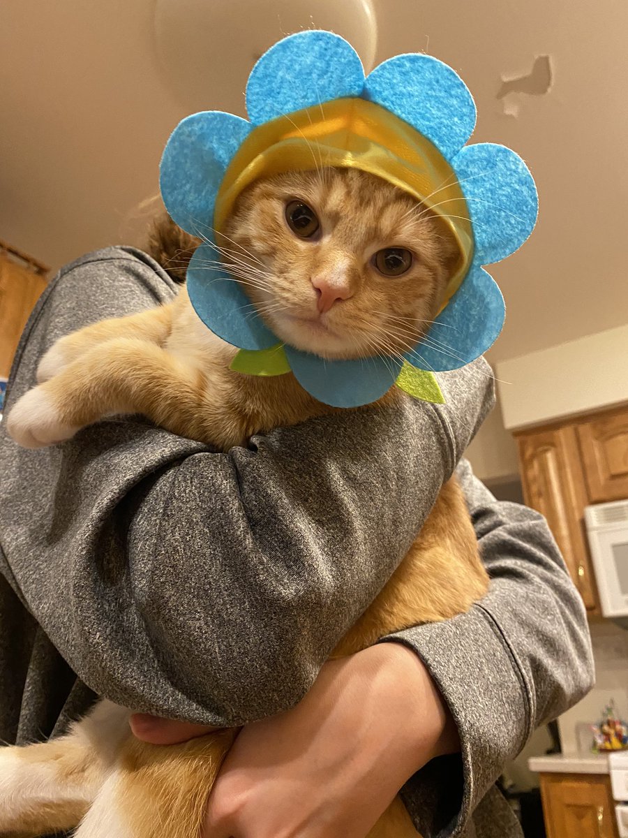 AmyGoohsHard's tweet photo. #DressUpYourPetDay #CoronaDiaries #TherapyKitty #BadBert @KMHardman @alyssa_marie04 @matthewBhardman https://t.co/JyNhfiJtOB