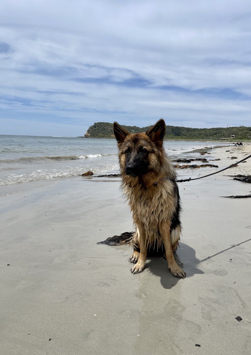 GsdRhana's tweet photo. Some more fun photos from our day out at the beach! 🤩📸🧜🏿♀️
Such a great time, can’t wait to do it again with our gorgeous girl, Rhana 😃🏖☀️🍦❤️🐾🐶
#beachvisit #dogsoftwitter #sunshine #summer2021 #Australia #Melbourne #theplacetobe #lol #cute https://t.co/GfiYkmkvpt
