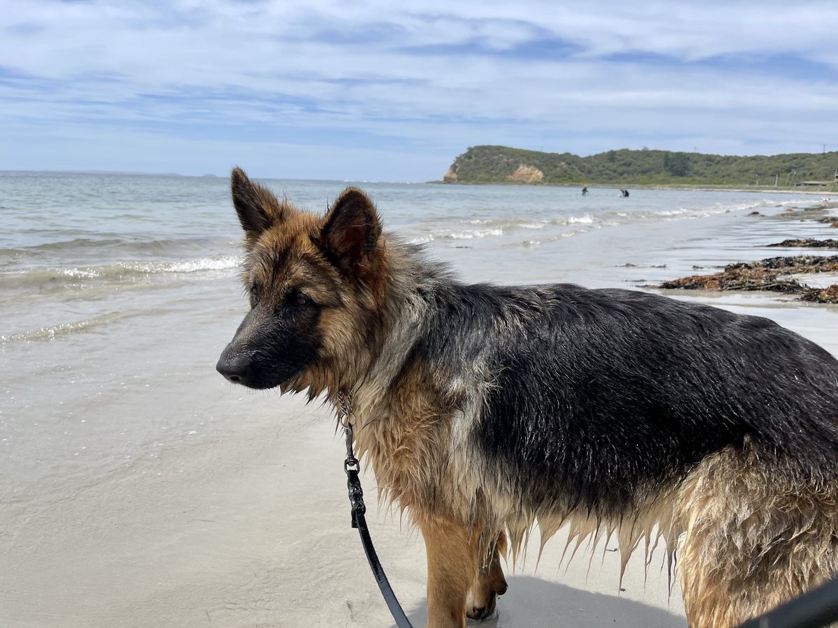 GsdRhana's tweet photo. Some more fun photos from our day out at the beach! 🤩📸🧜🏿♀️
Such a great time, can’t wait to do it again with our gorgeous girl, Rhana 😃🏖☀️🍦❤️🐾🐶
#beachvisit #dogsoftwitter #sunshine #summer2021 #Australia #Melbourne #theplacetobe #lol #cute https://t.co/GfiYkmkvpt