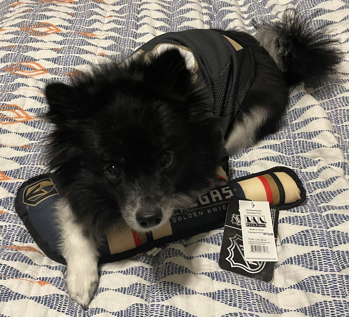 VGKPandaPup's tweet photo. I started off as just the #PandaPup. But then Biped Daddy put my sweater on, and I became @VGKPandaPup !!!! #ImReady #KnightUp #VegasBorn #GoKnightsGo https://t.co/rHZM7Al5aj