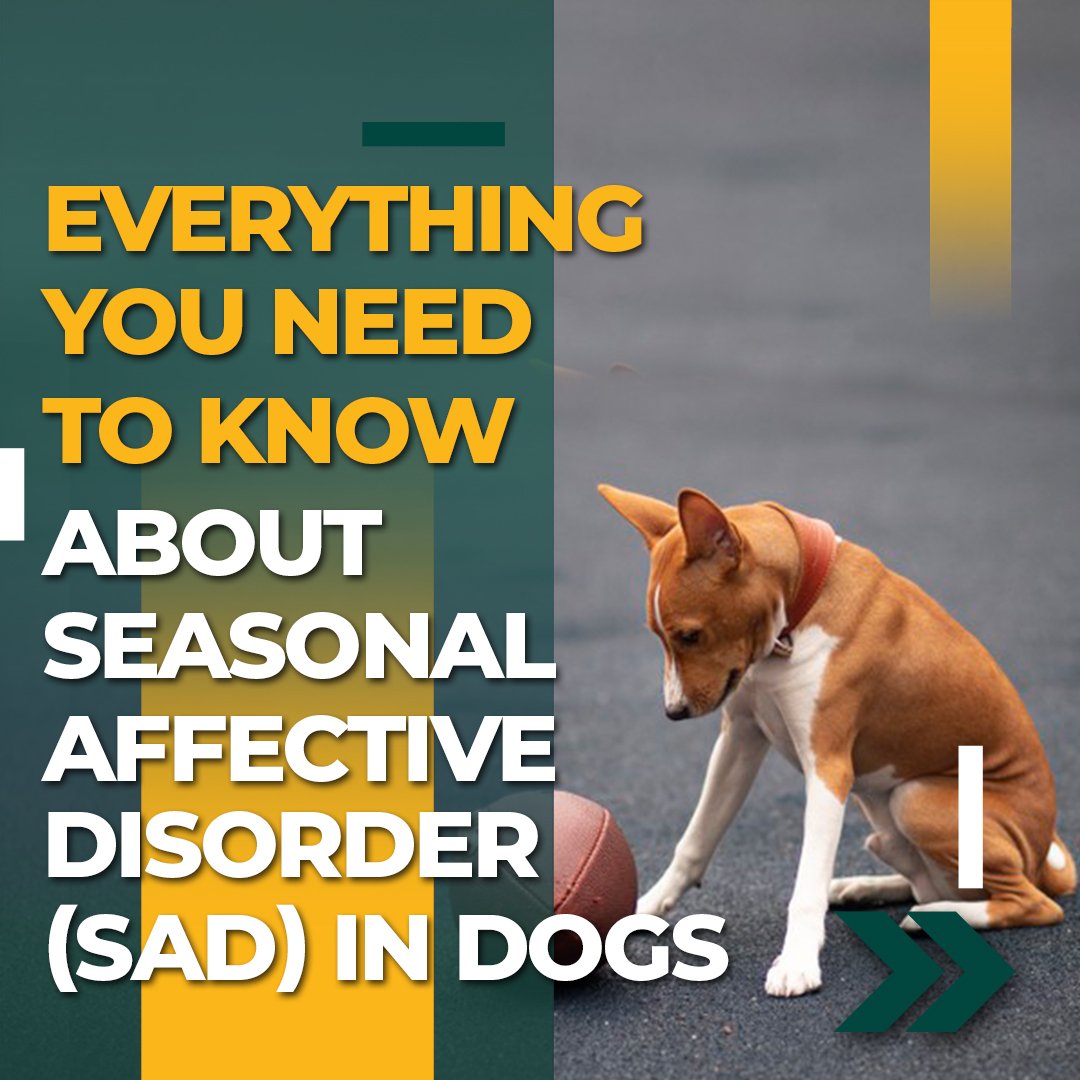 pet_remedies's tweet photo. Do you find your poochie sad during the cold and dreary winter months? Does Seasonal Affective Disorder, commonly known as SAD affect your furry baby?
Read More: https://t.co/qNJrn4ad6U
#petloversindia #dogsindia #lovemydoggo #doghealth #naturalpetcareproducts #catloversclub https://t.co/rY4LQw8zdY