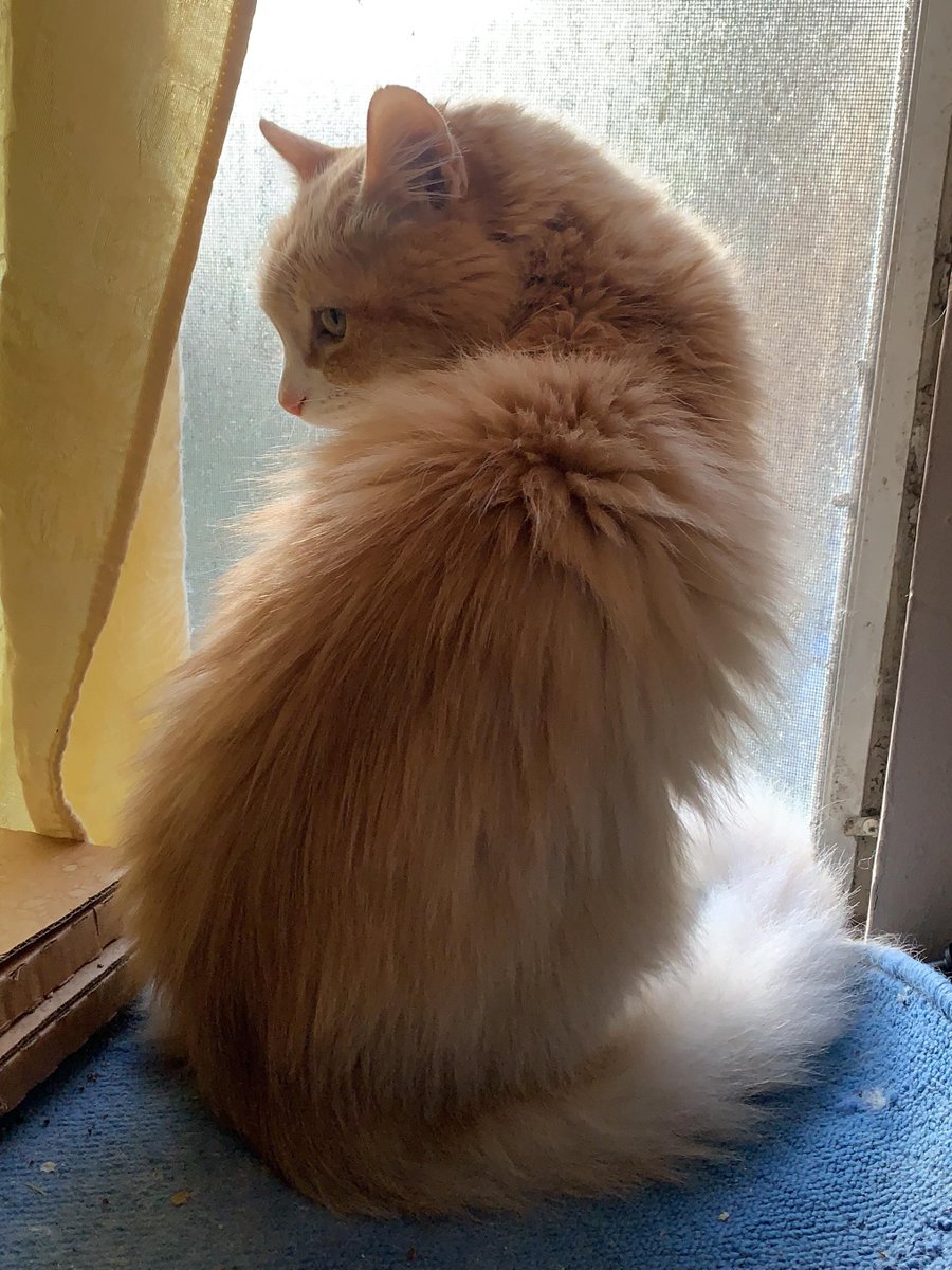 rogue_corq's tweet photo. #SuperModelCats https://t.co/qW3r2qn8TZ