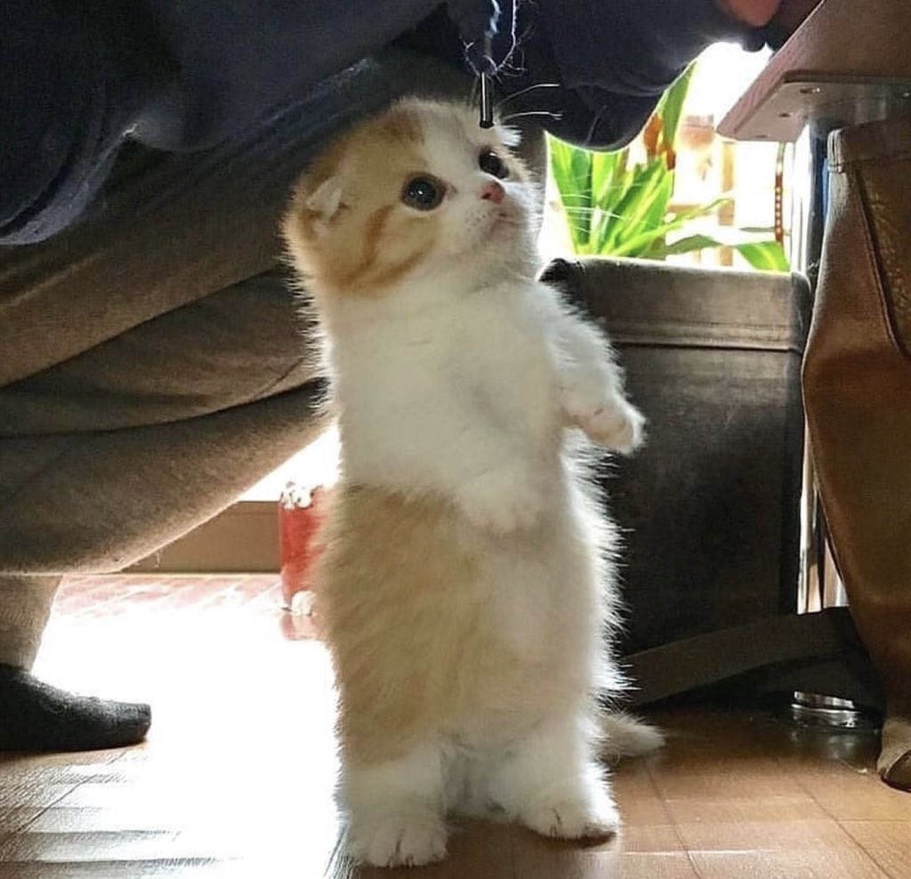 Why you should have a cat tweet media