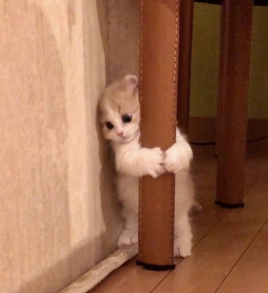 Why you should have a cat (@shouldhavecat) on Twitter photo 