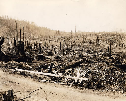 43. "And when Roosevelt learned from another anonymous tip about the Forest Service's shifting boundary marker, it only increased his commitment to protect the forest."That's the polite way of saying our New Deal president was *pissed*. Guess what happened!