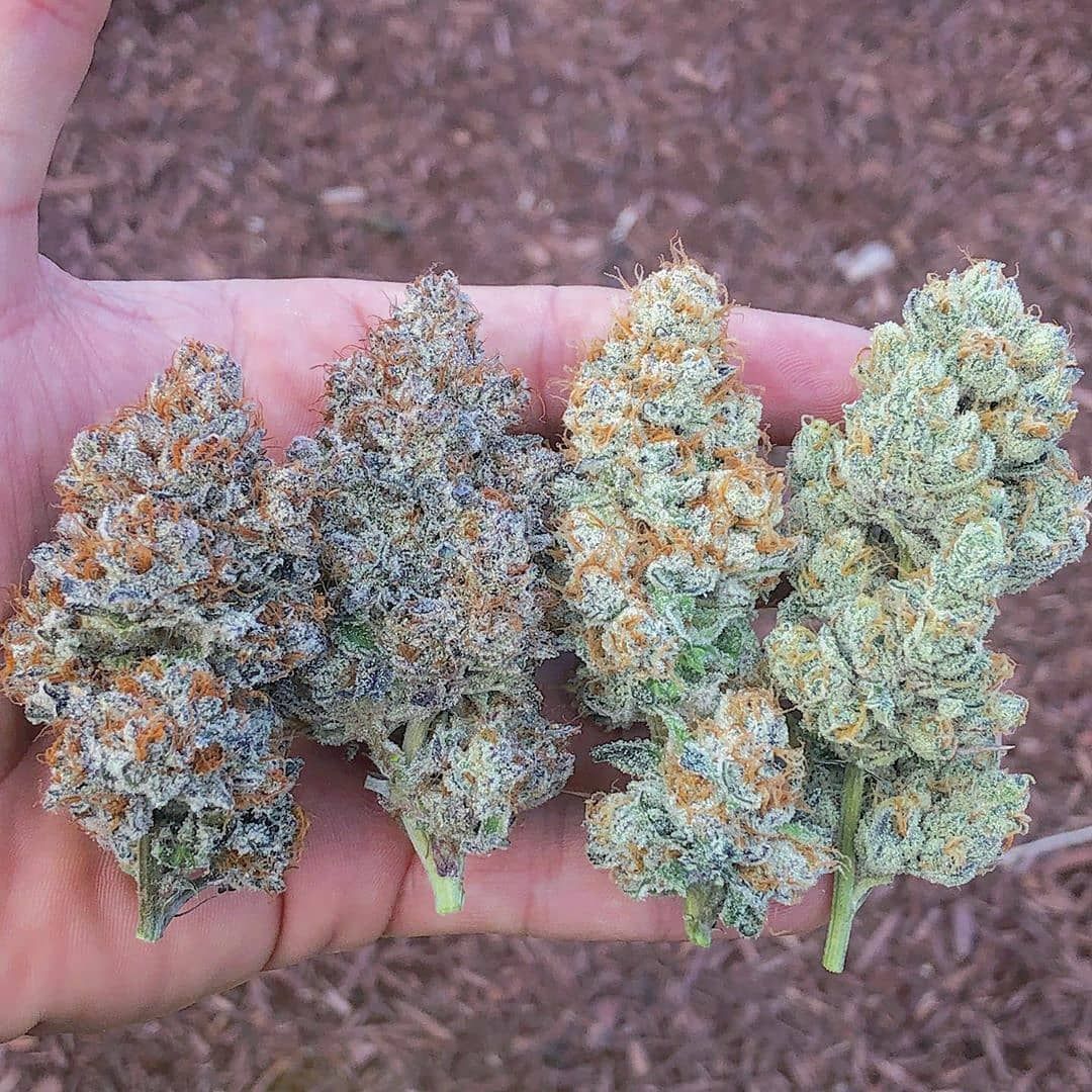 Karalbeuh1's tweet photo. Livraison rapide et discret🇫🇷
👇🏻Ajoutez moi👻
Snap: Smith beuh
#100DaysOfCode #javascript #Montréaleau #weed #beuh #shit #cocaine #Alma #cocaine #Princeville #Sherbrooke #Québec #citation #Annecy_live #proverbe #France #Paris #StopProhibation https://t.co/VkgHNixSW5