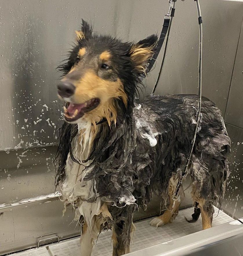 Th3SilentWolf's tweet photo. Typical Thursday. Nothing fancy to see here just my dog taking a bath and looking cool. #DogsofTwittter https://t.co/50DZ0MHYkf