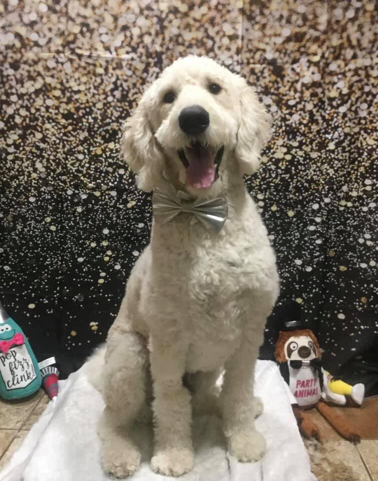 mhoward2k's tweet photo. Coop dressed for the party. Get the boy a tux https://t.co/tmwyQa4M5i