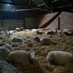 Photo by The Read School Farming & Equine (@FarmingRead)