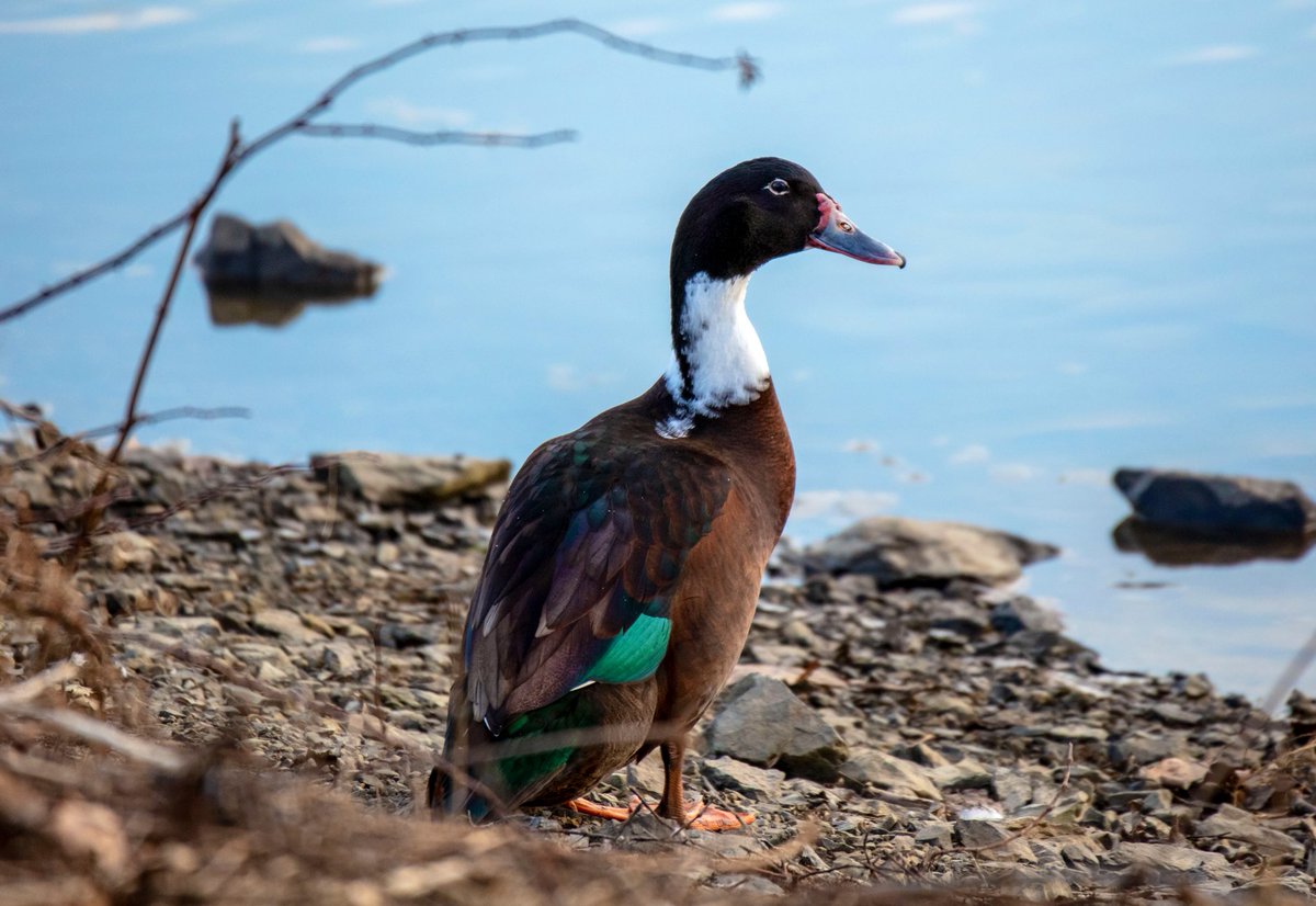 Went to Lake Galena with my sis again today, what a treasure trove of awesome birds! Here’s a thread of the goodies!! I’ll start of with the handsome Muscovy X Mallard duck