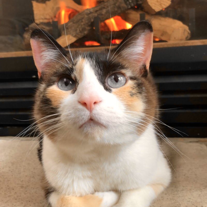 colin morgan as cats; a necessary thread 