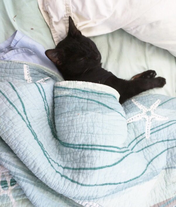 colin morgan as cats; a necessary thread 