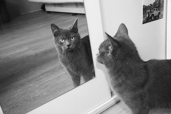 colin morgan as cats; a necessary thread 