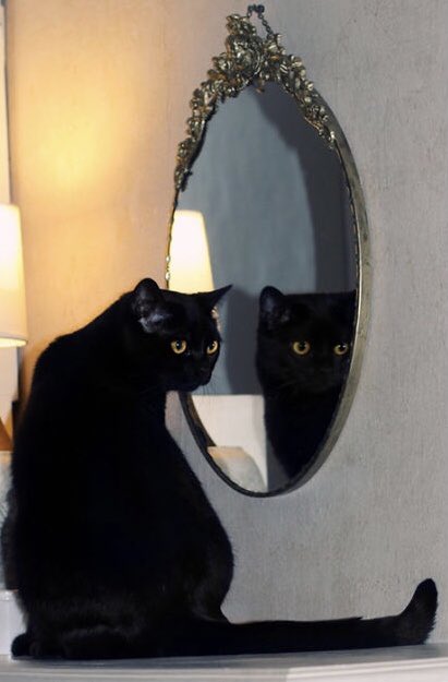 colin morgan as cats; a necessary thread 