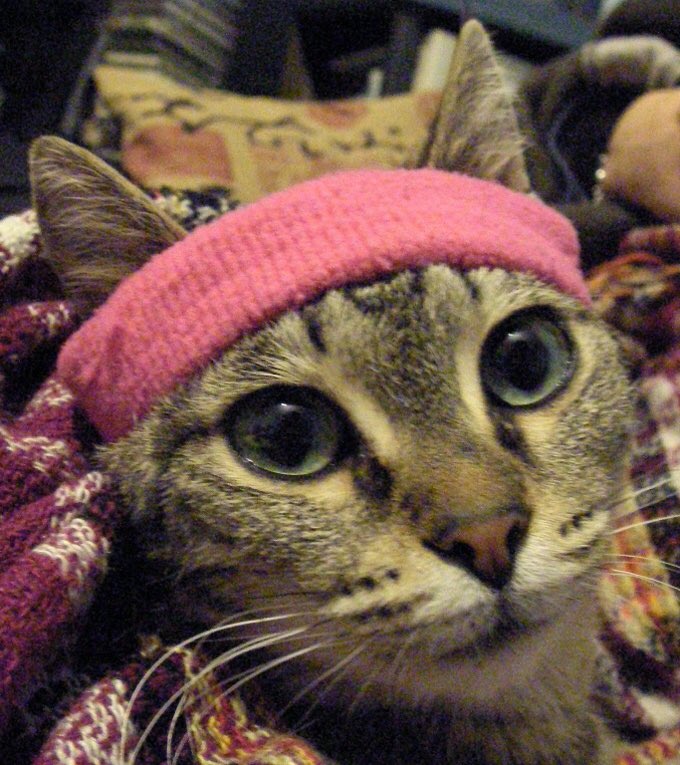 colin morgan as cats; a necessary thread 