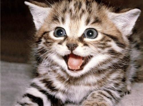 colin morgan as cats; a necessary thread 