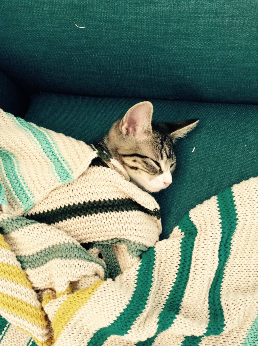 colin morgan as cats; a necessary thread 