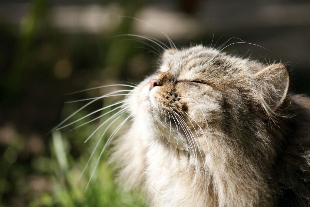 colin morgan as cats; a necessary thread 