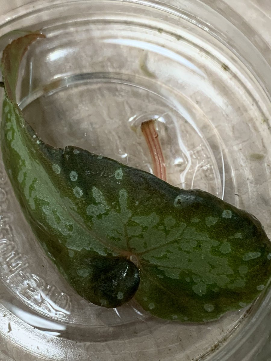 idmachide's tweet photo. ベゴニア バリアビリス 折れてしまった葉を浸していました。
発根を確認😁もう少ししたら鉢植えに🪴します。
#ベゴニア #Begonia #variabilis https://t.co/w03srnTnmW