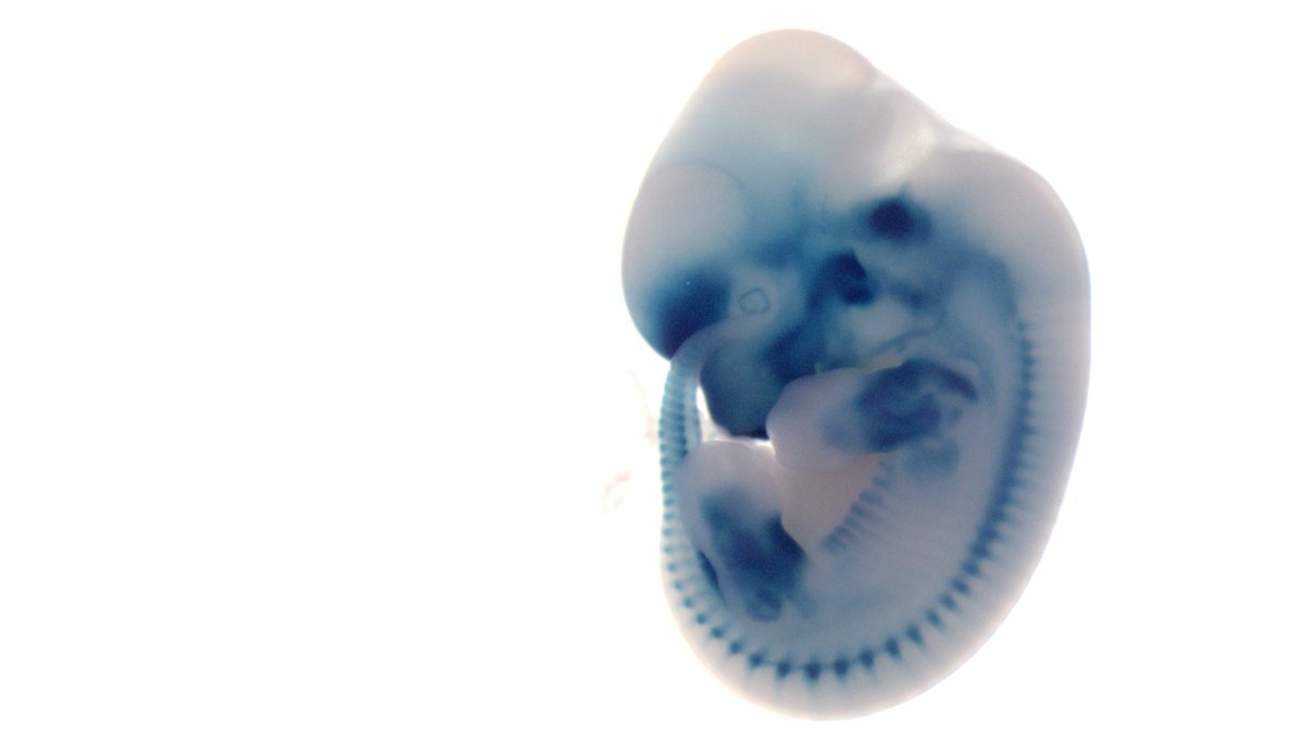 Isabella Skuplik tweet media